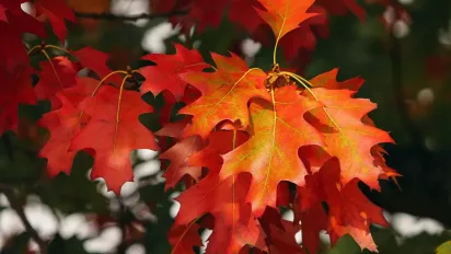 Україну накриє антициклон Vianelde: прогноз Наталки Діденко - фото
