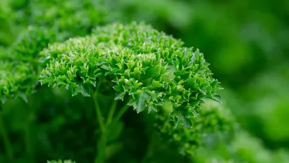 Як і коли сіяти петрушку під зиму, щоб навесні отримати ранню зелень - фото