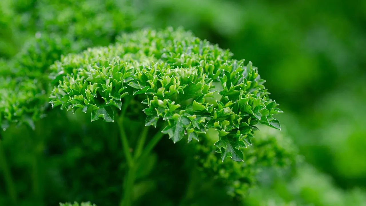 Як і коли сіяти петрушку під зиму, щоб навесні отримати ранню зелень 