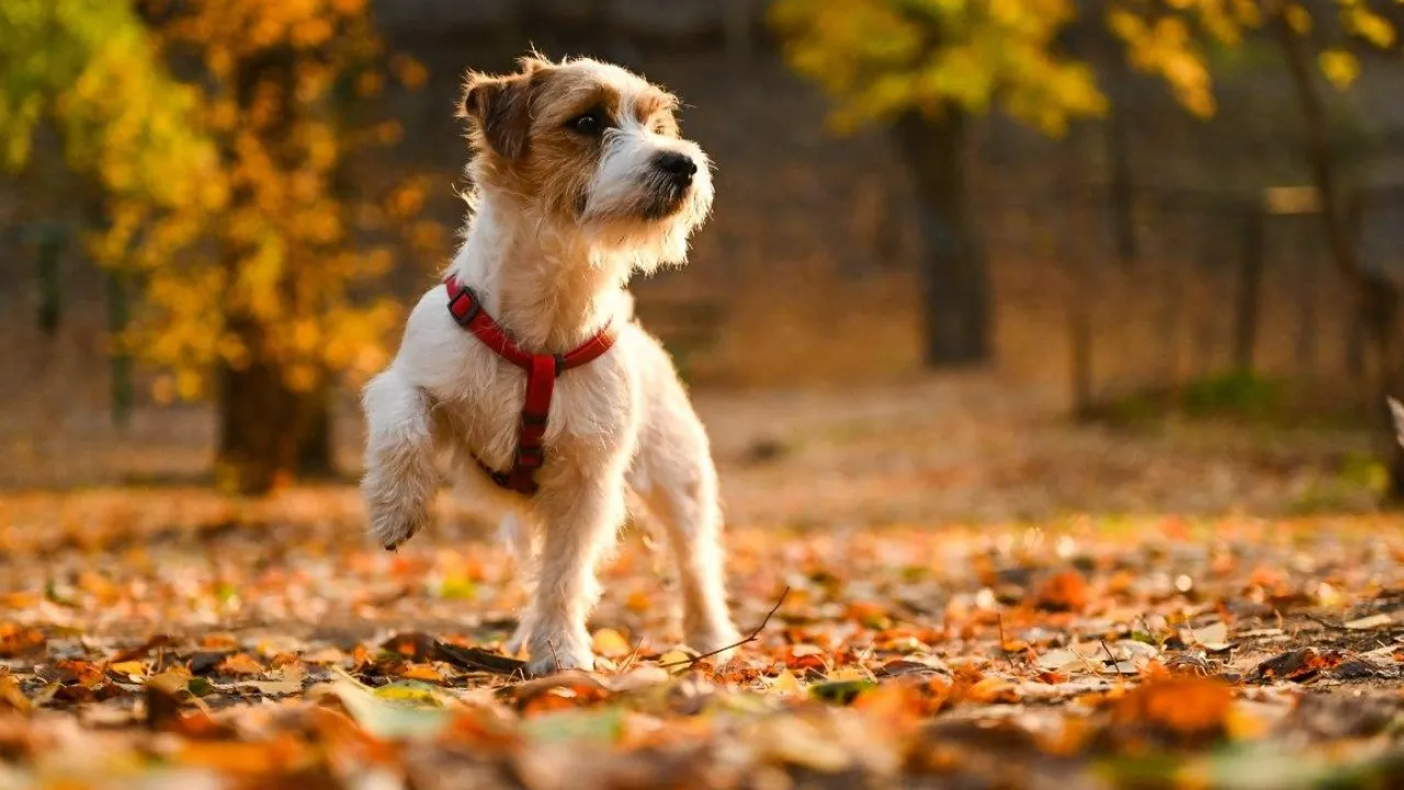 Антициклон принесе спокійну осінню погоду: синоптики розповіли, коли прийде похолодання 