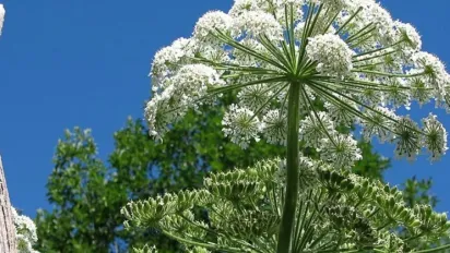 Україну захоплює небезпечна рослина: що про неї відомо - фото