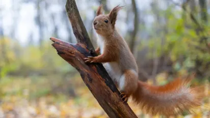 8 листопада в Україні буде з теплом і сонцем, дощі лише в одній області - фото