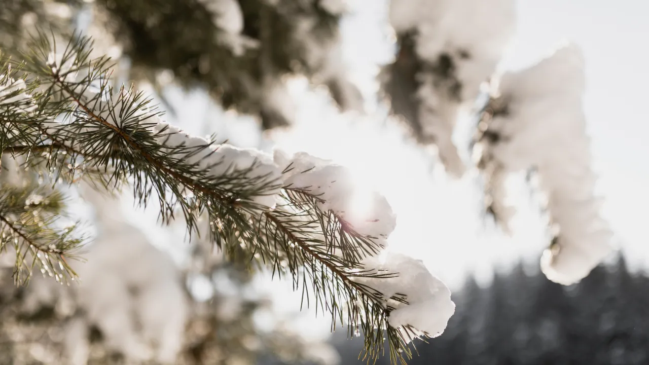 Синоптик повідомив, чи буде прийдешня зима в Україні зі снігом та сильними морозами 