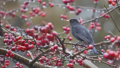"Температура впаде до +6": в Україну суне потужне похолодання  - фото