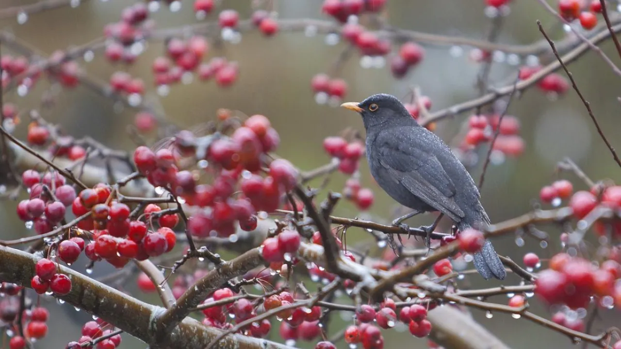 "Температура впаде до +6": в Україну суне потужне похолодання  