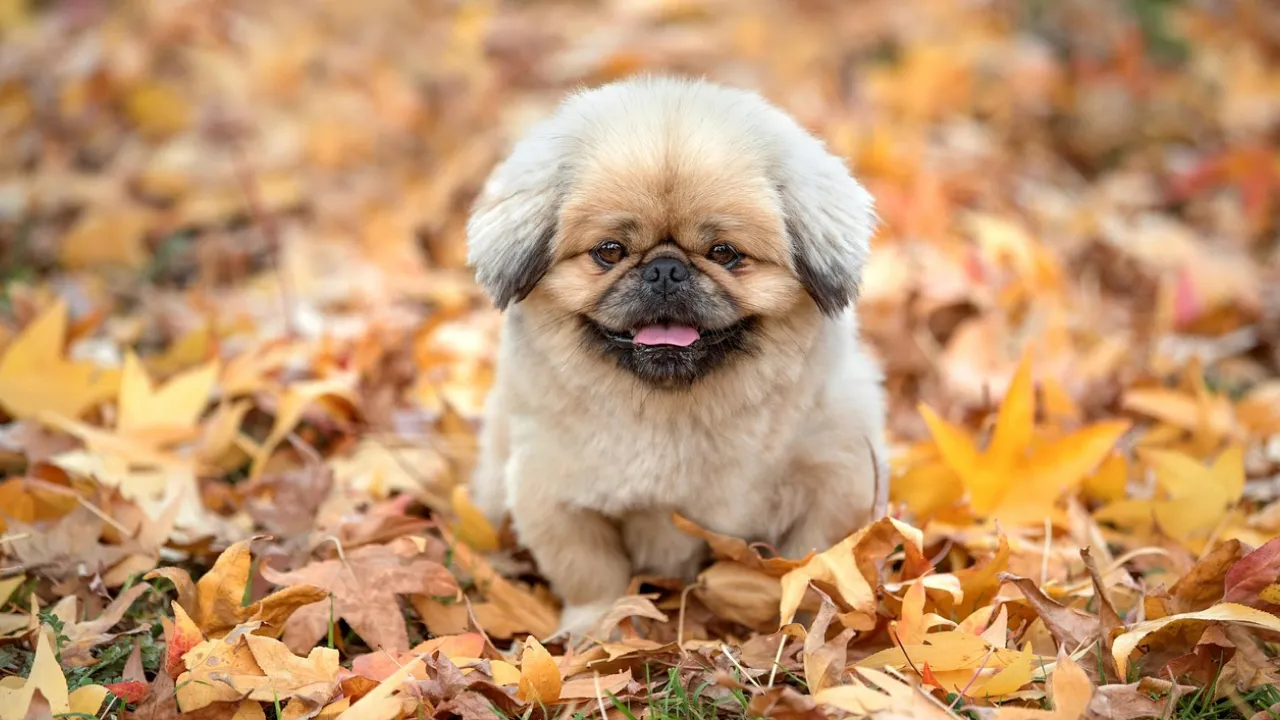 Які два продукти не можна позичати 10 листопада, щоб не віддати своє щастя: народні прикмети 