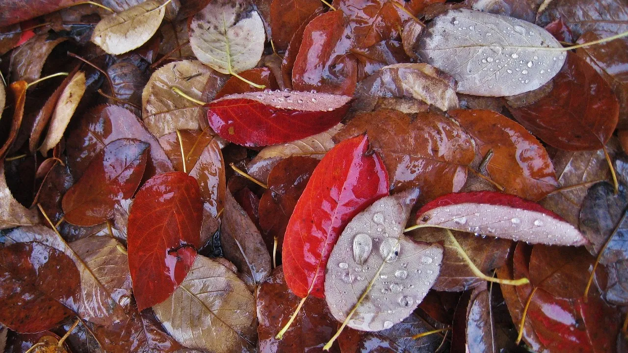 Дощів в Україні стане ще більше: прогноз погоди на 10 листопада 