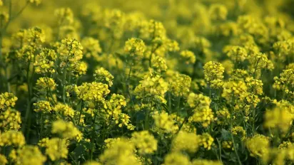 Не користь, а шкода: п’ять сидератів, які не варто сіяти на городі - фото