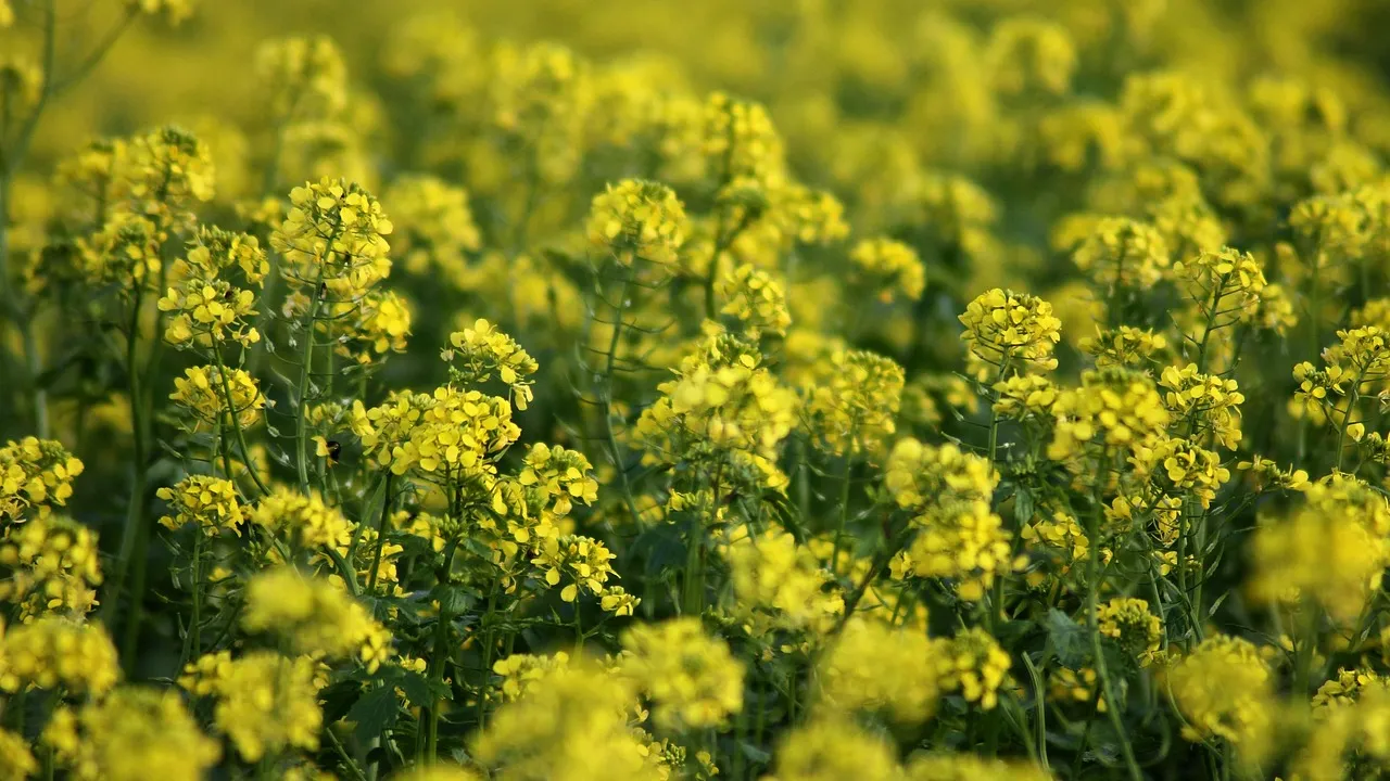 Не користь, а шкода: п’ять сидератів, які не варто сіяти на городі 