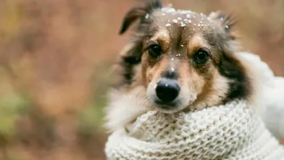 В Україну йде похолодання: де і коли впаде температура - фото