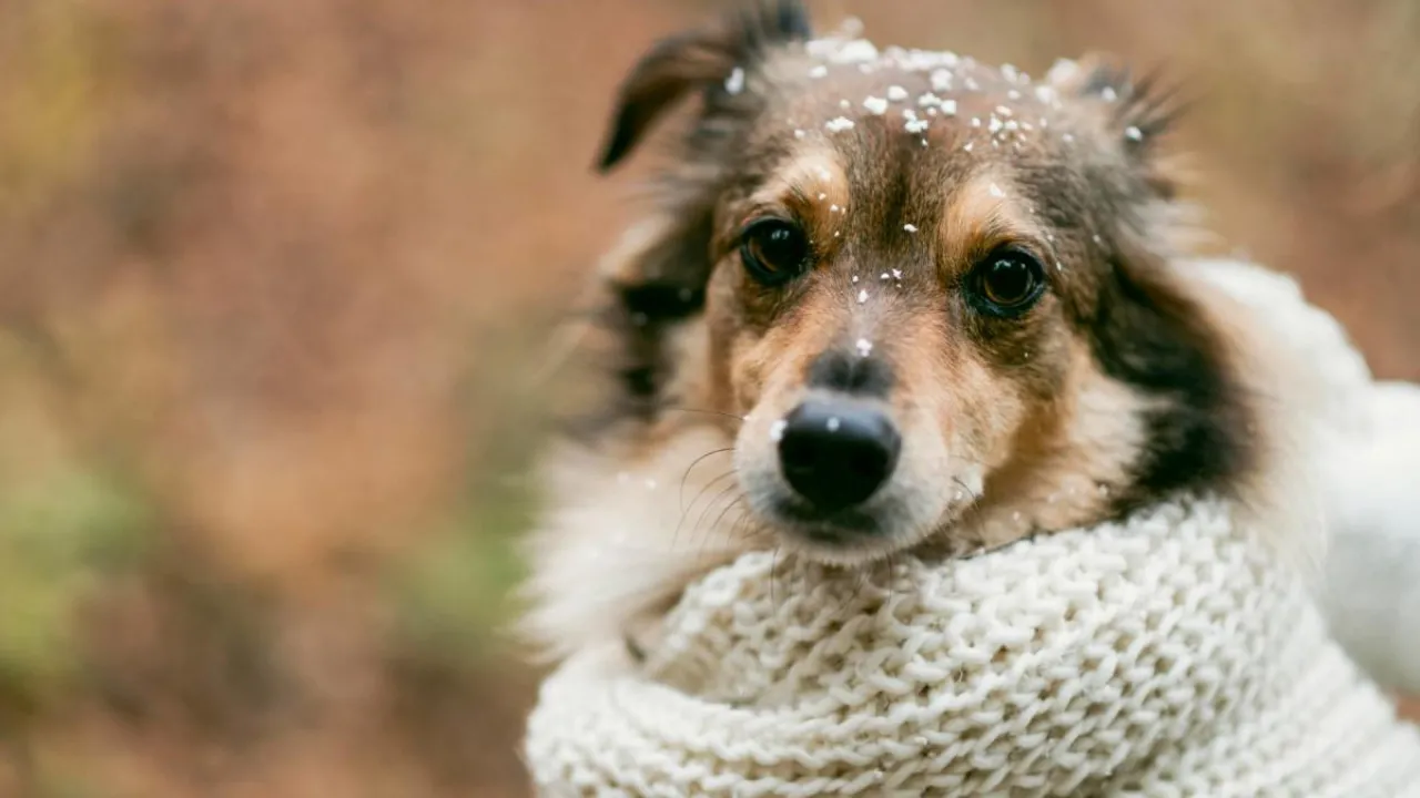 В Україну йде похолодання: де і коли впаде температура 