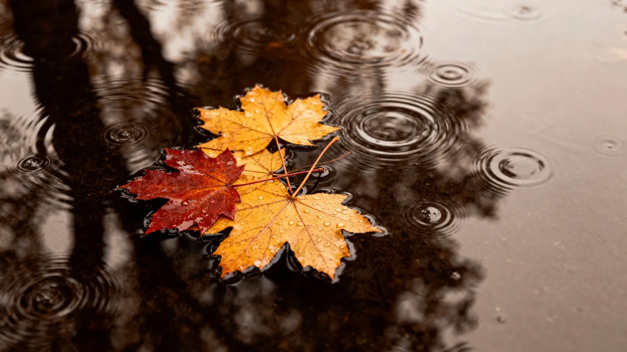 Хмарний день і мокрий листопад: прогноз погоди на 11 листопада по регіонах 