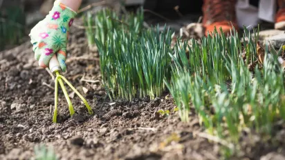 Озима цибуля й часник: головна помилка, якої припускаються восени всі городники - фото