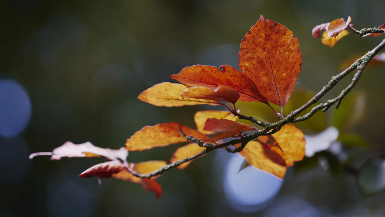 Листопад у всій красі: прогноз Наталки Діденко на 12 листопада — де дощитиме, а де потеплішає 