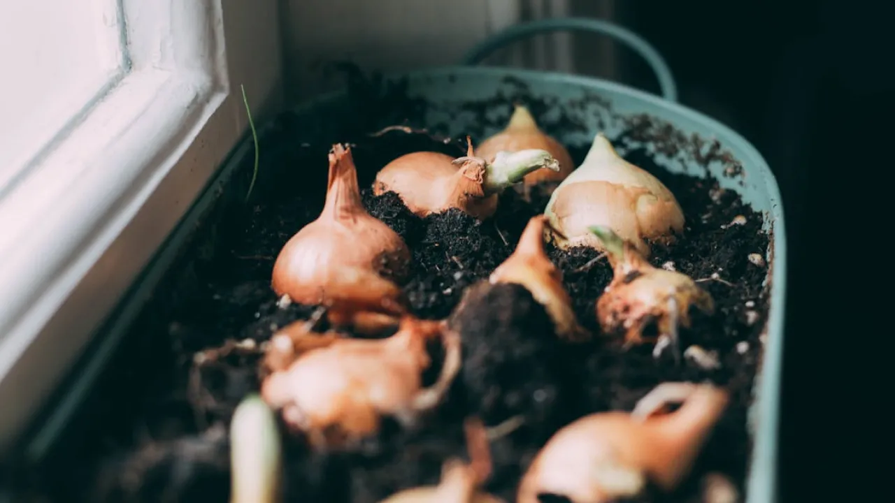 Найкращі сорти озимої цибулі для посадки у листопаді 2025 року: збирати будете мішками 