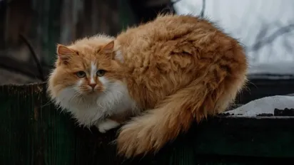 Україну може накрити одне з найсильніших похолодань за останні 70 років: прогноз синоптика - фото