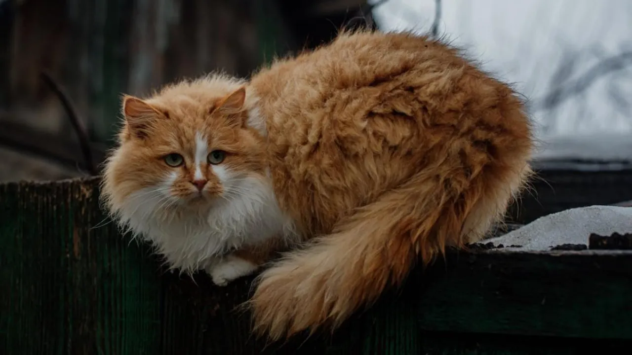 Україну може накрити одне з найсильніших похолодань за останні 70 років: прогноз синоптика 