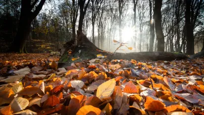 Найближчими днями Україну чекає контрастна погода: від +14 до перших мінусів і можливого мокрого снігу - фото