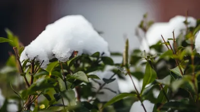 Коли сніг у саду стає небезпечним: поради для городників - фото