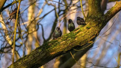 Птахи масово зникають з України: які види на межі та чим це загрожує - фото