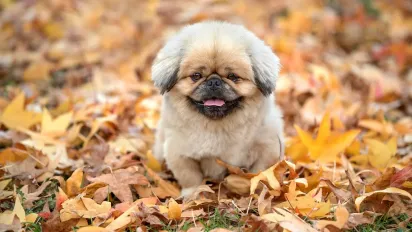 Що потрібно зробити 17 листопада, щоб бути здоровими увесь рік: народні прикмети - фото