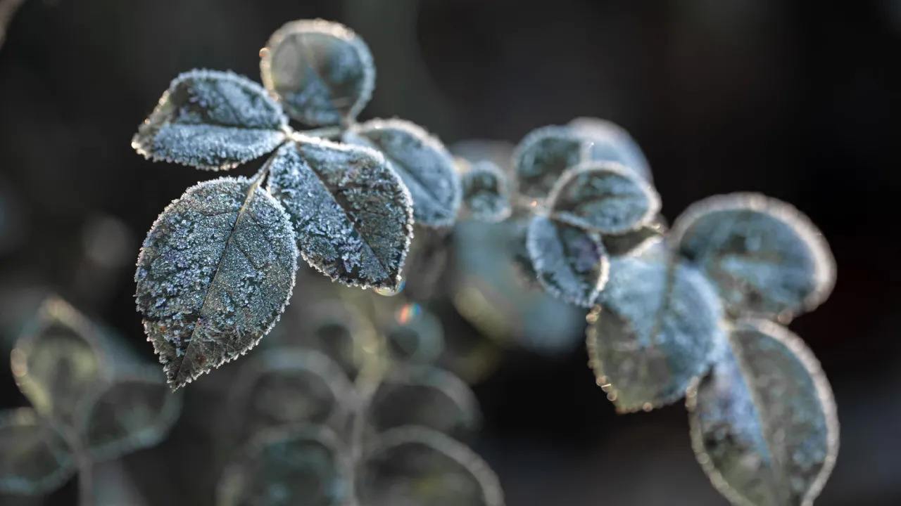 Погода на тиждень, 17–23 листопада: Україну накриють різкі контрасти, дощі та мокрий сніг 