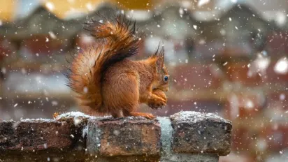 В Україну увірветься зима зі снігом та морозом: прогноз на тиждень - фото
