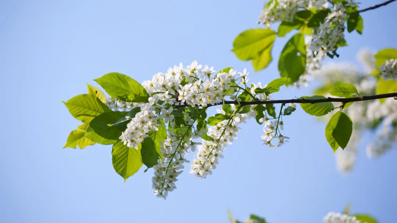 Це дерево зруйнує ваш сад: чому його радять викорінювати, а не садити 