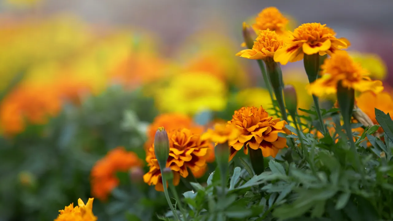 Три гарні квітки, які не можна дарувати: народні прикмети пояснюють причину 