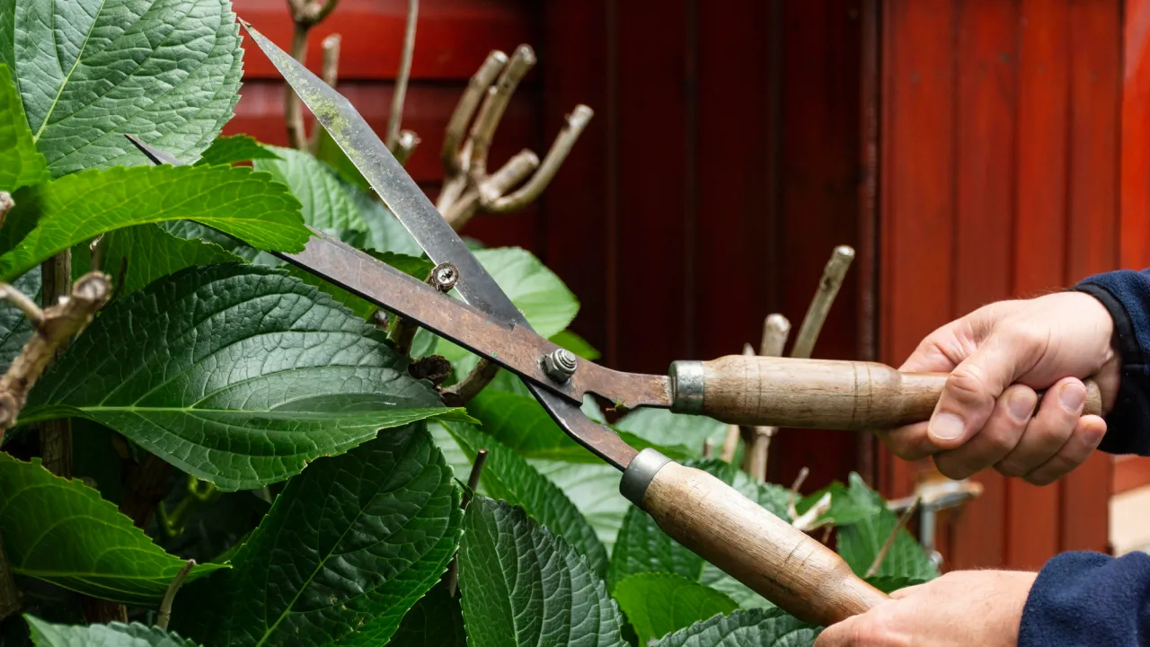 Не зробите цього восени — втратите половину врожаю: названо 6 рослин, що потребують обрізки 