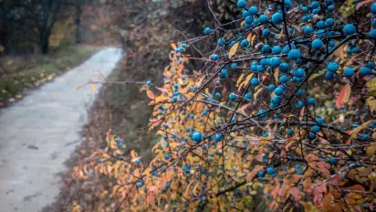 20 листопада в Україні переважатиме холод, - синоптикиня Діденко - фото