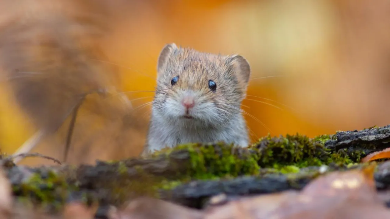 20 листопада погода в Україні покращиться: прогноз синоптиків 