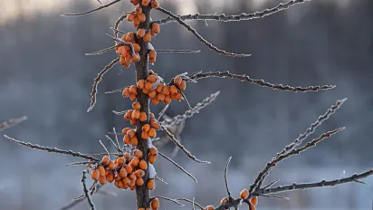 21 листопада - Третя Пречиста: звичаї, прикмети та заборони свята - фото
