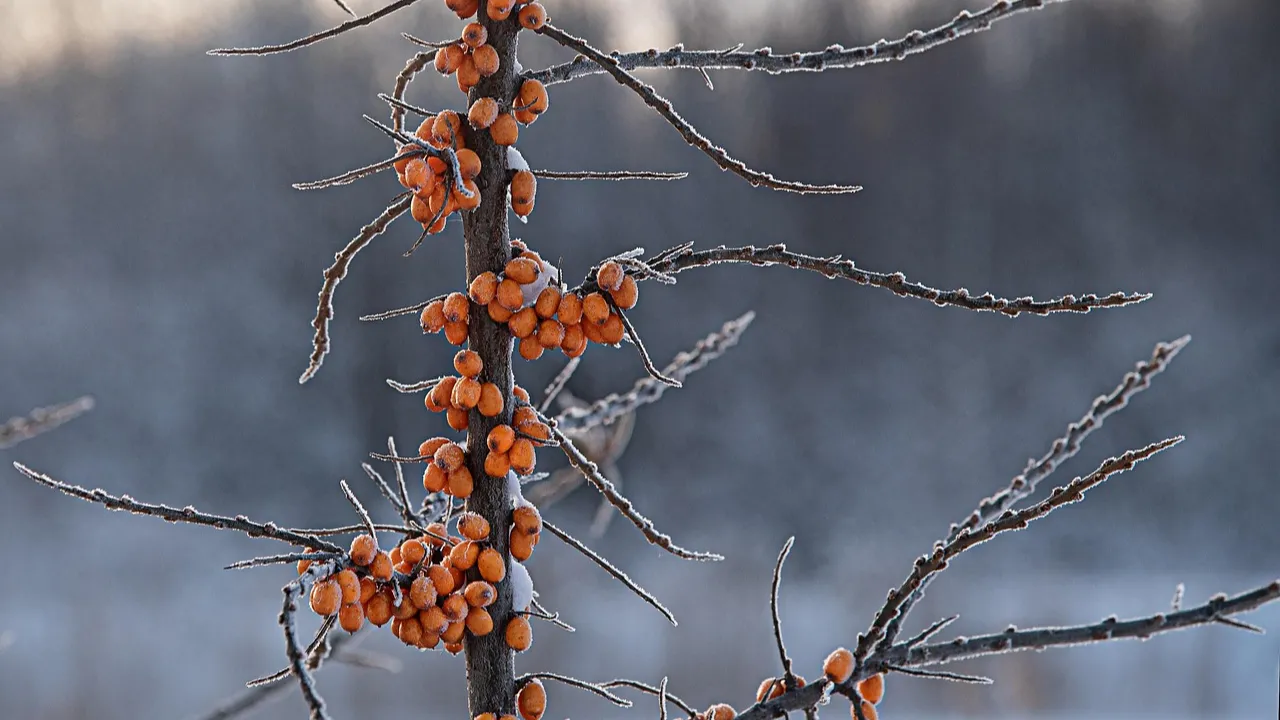 21 листопада - Третя Пречиста: звичаї, прикмети та заборони свята 