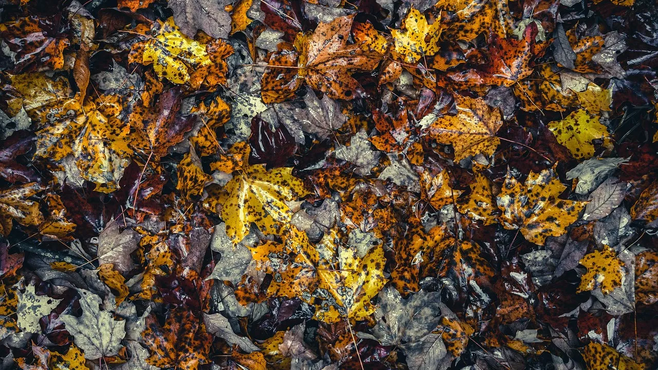 В Україну заходить чергова хвиля опадів: погода на 21 листопада 