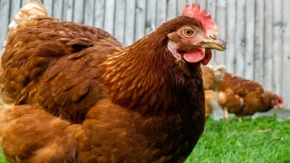 Чому на зиму курям потрібно дати дріжджі: фермери в захваті від цієї добавки - фото