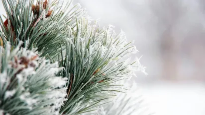 Сніг піде, але мороз посилиться: на Рівненщині "вдарить" до -5 - фото