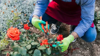 Як підготувати троянди до зими, щоб навесні вони зацвіли буйно - фото