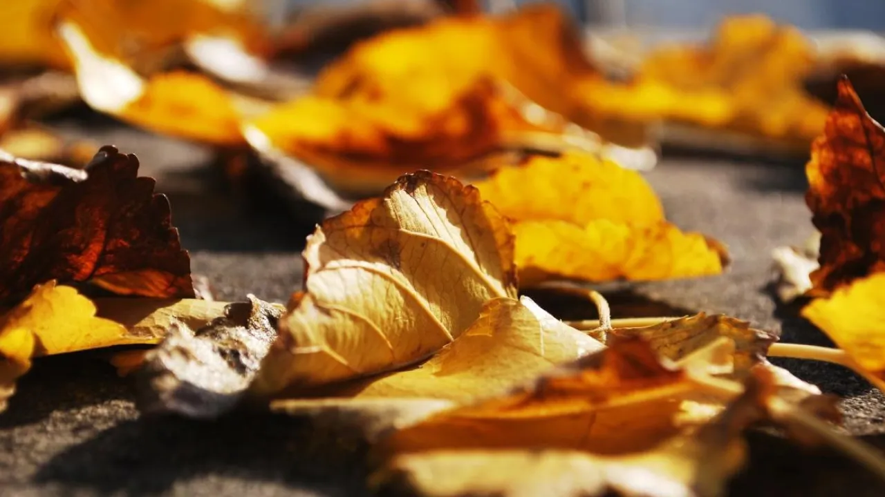 Якою буде погода в Україні в останні дні осені: синоптик здивував прогнозом 