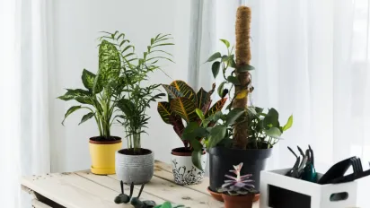 Три кімнатні рослини, які подарують цвітіння в найхолодніший сезон - фото