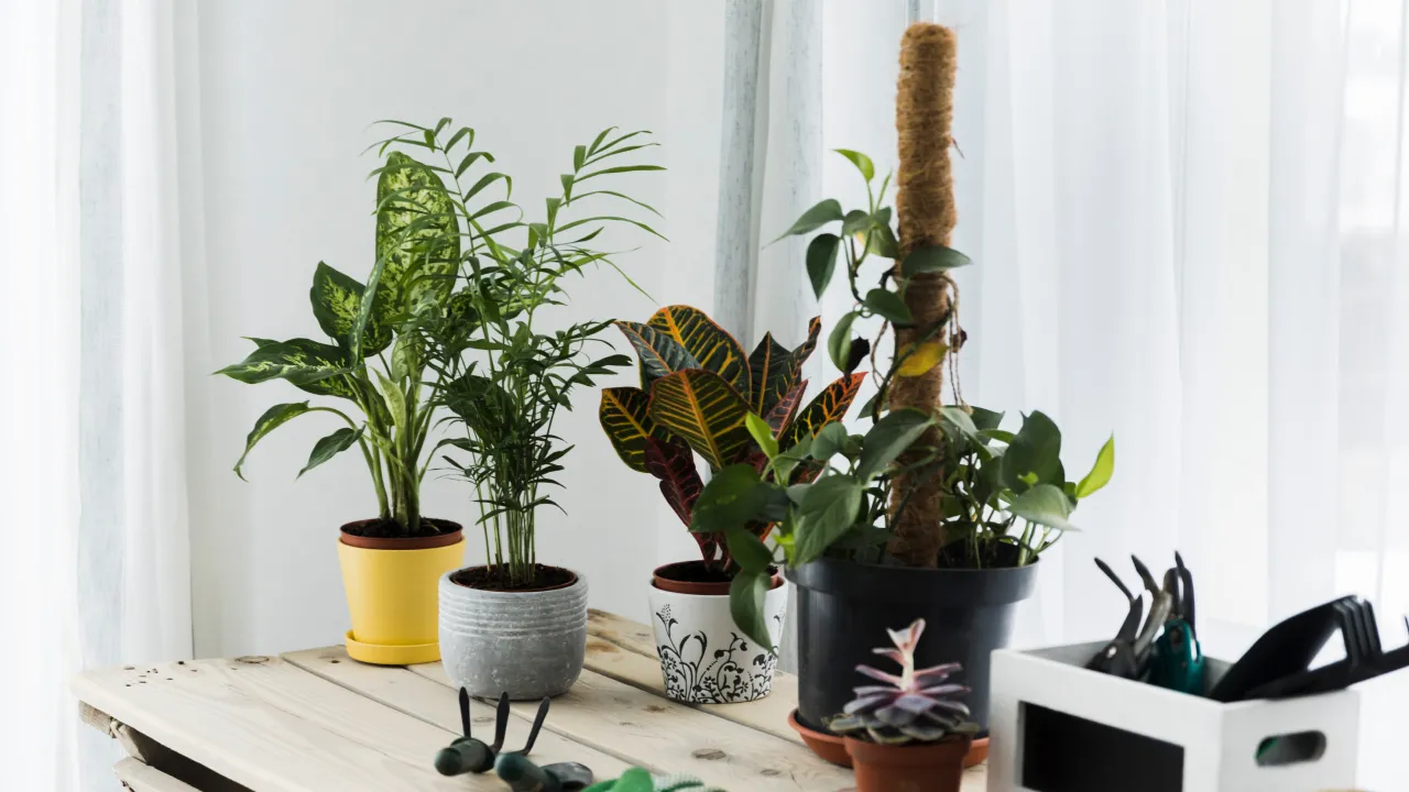 Три кімнатні рослини, які подарують цвітіння в найхолодніший сезон 