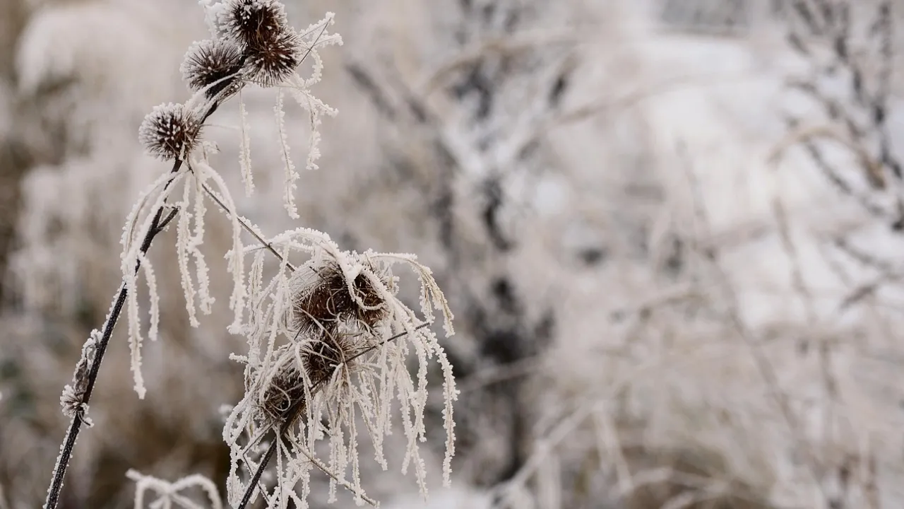 Як почнеться зима в Україні: метеорологиня розповіла, чи будуть опади в грудні 
