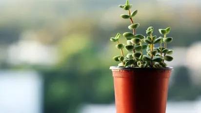 Як правильно пересаджувати кімнатні рослини взимку: поради квітникарів - фото