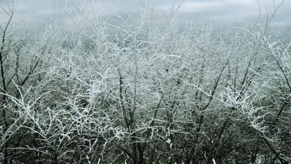 Перші морози вдарили: як швидко захистити сад, щоб рослини віддячили навесні - фото