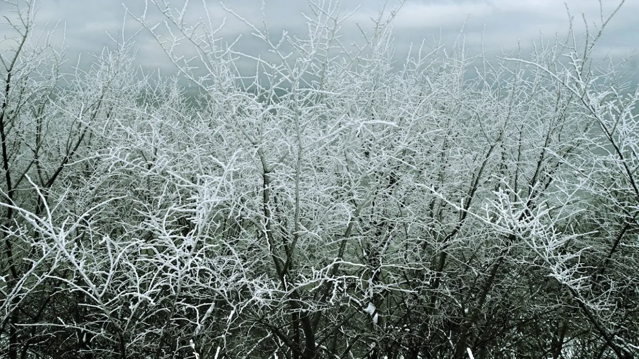 Перші морози вдарили: як швидко захистити сад, щоб рослини віддячили навесні 