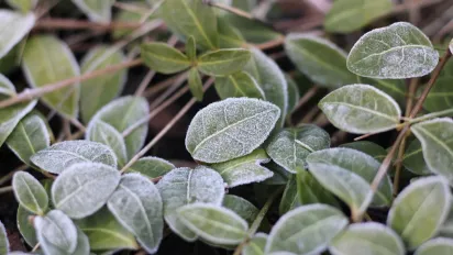 27 листопада: де в Західній Україні буде найхолодніше — прогноз погоди та поради - фото