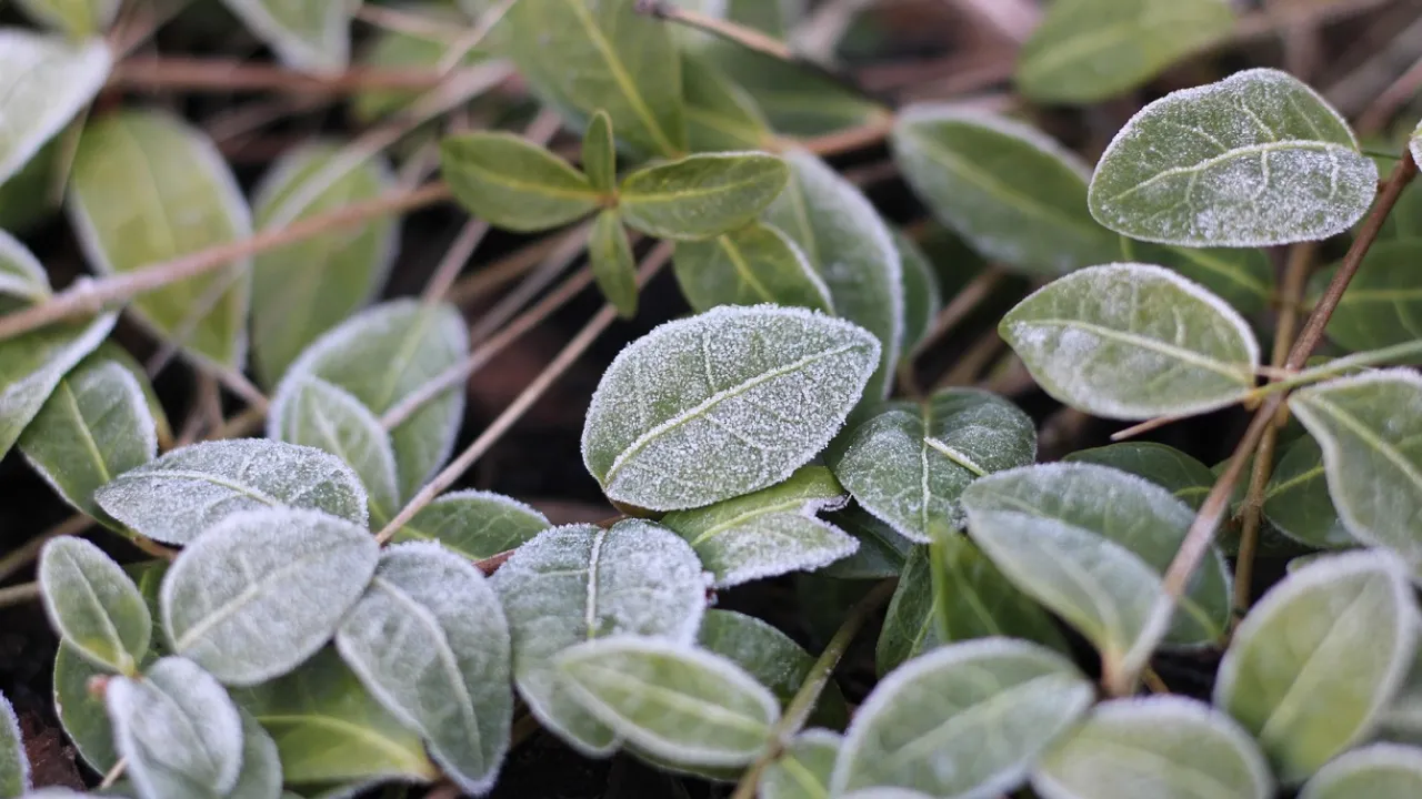 27 листопада: де в Західній Україні буде найхолодніше — прогноз погоди та поради 