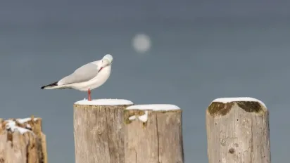 Синоптик розповів, чи наближається в Україну метеорологічна зима - фото