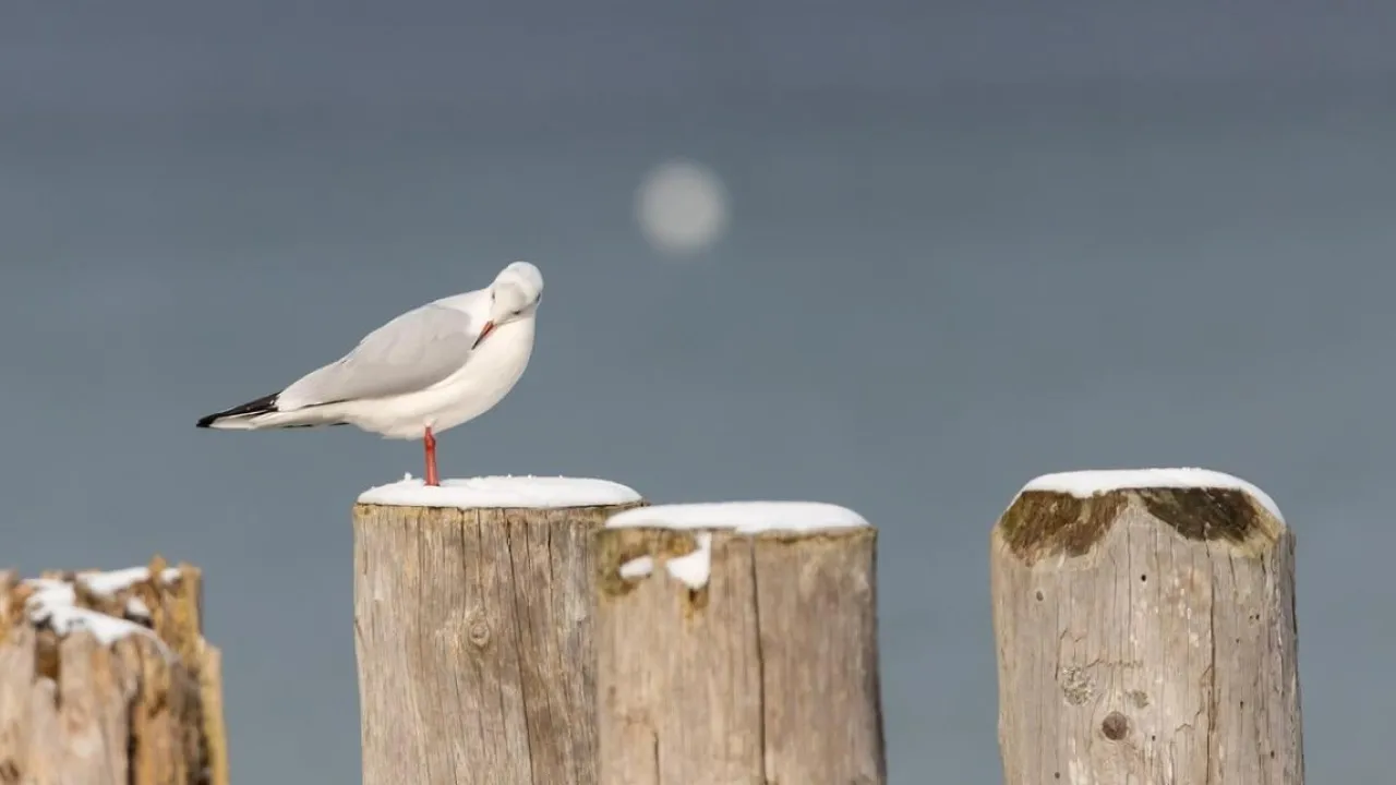 Синоптик розповів, чи наближається в Україну метеорологічна зима 