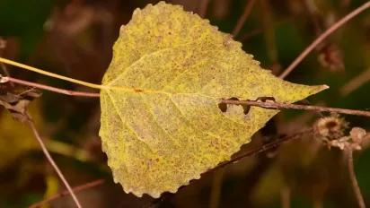 Останні дні осені: синоптики розповіли, яким буде 29 листопада в Україні - фото